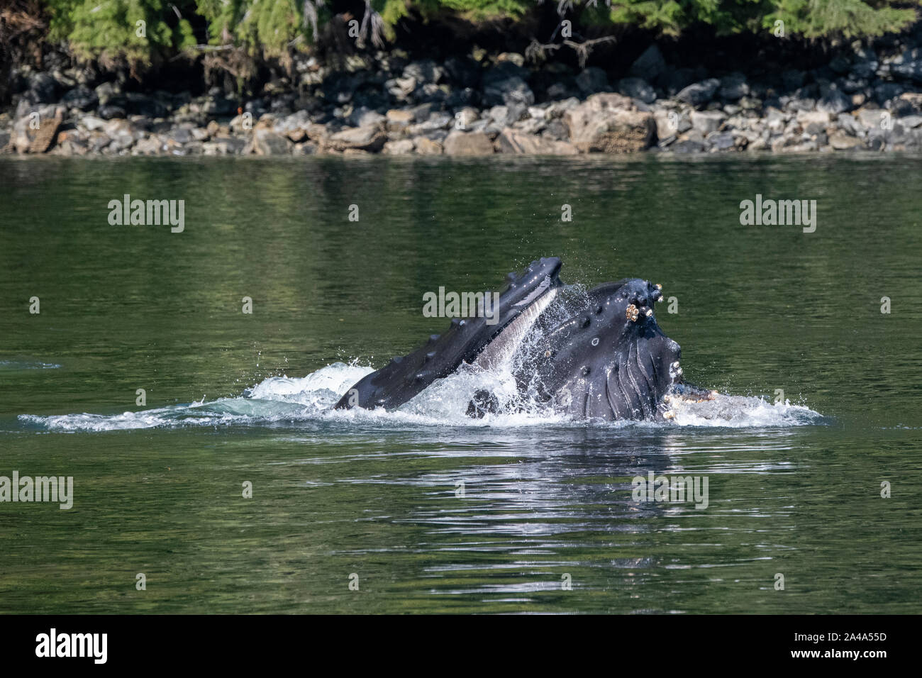 Le Canada, la Colombie-Britannique, la forêt pluviale de Great Bear, Khutze Inlet. Baleine à bosse net bulle l'alimentation. Banque D'Images
