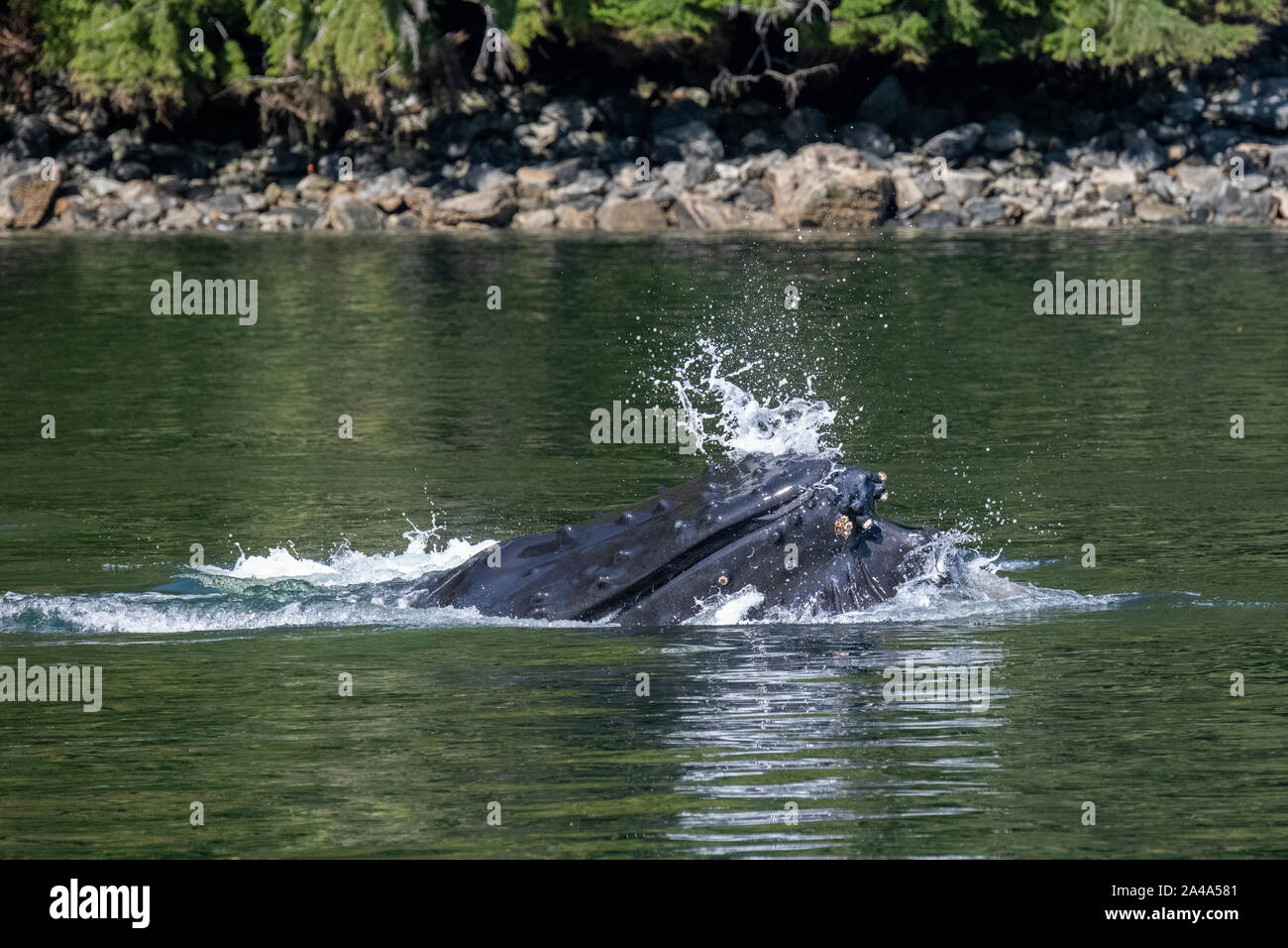 Le Canada, la Colombie-Britannique, la forêt pluviale de Great Bear, Khutze Inlet. Baleine à bosse net bulle l'alimentation. Banque D'Images