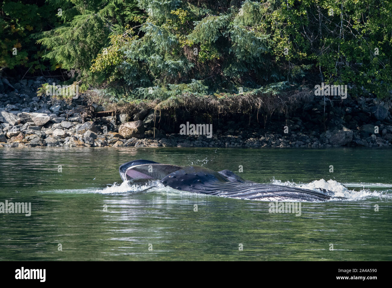 Le Canada, la Colombie-Britannique, la forêt pluviale de Great Bear, Khutze Inlet. Bulle la baleine à bosse, d'ouvrir la bouche. Banque D'Images