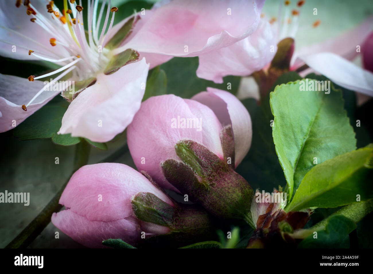 Les bourgeons de fleurs d'un pommier et les feuilles sur une branche d'arbre par Apple au printemps. Banque D'Images