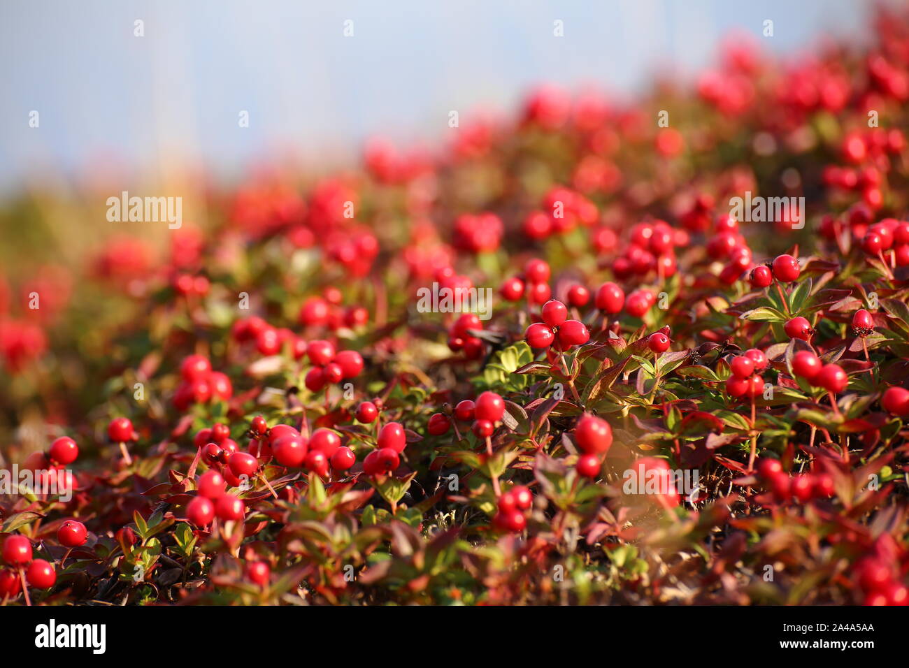 Beau coussin rouge de dwarf cornel (Cornus suecica). Banque D'Images