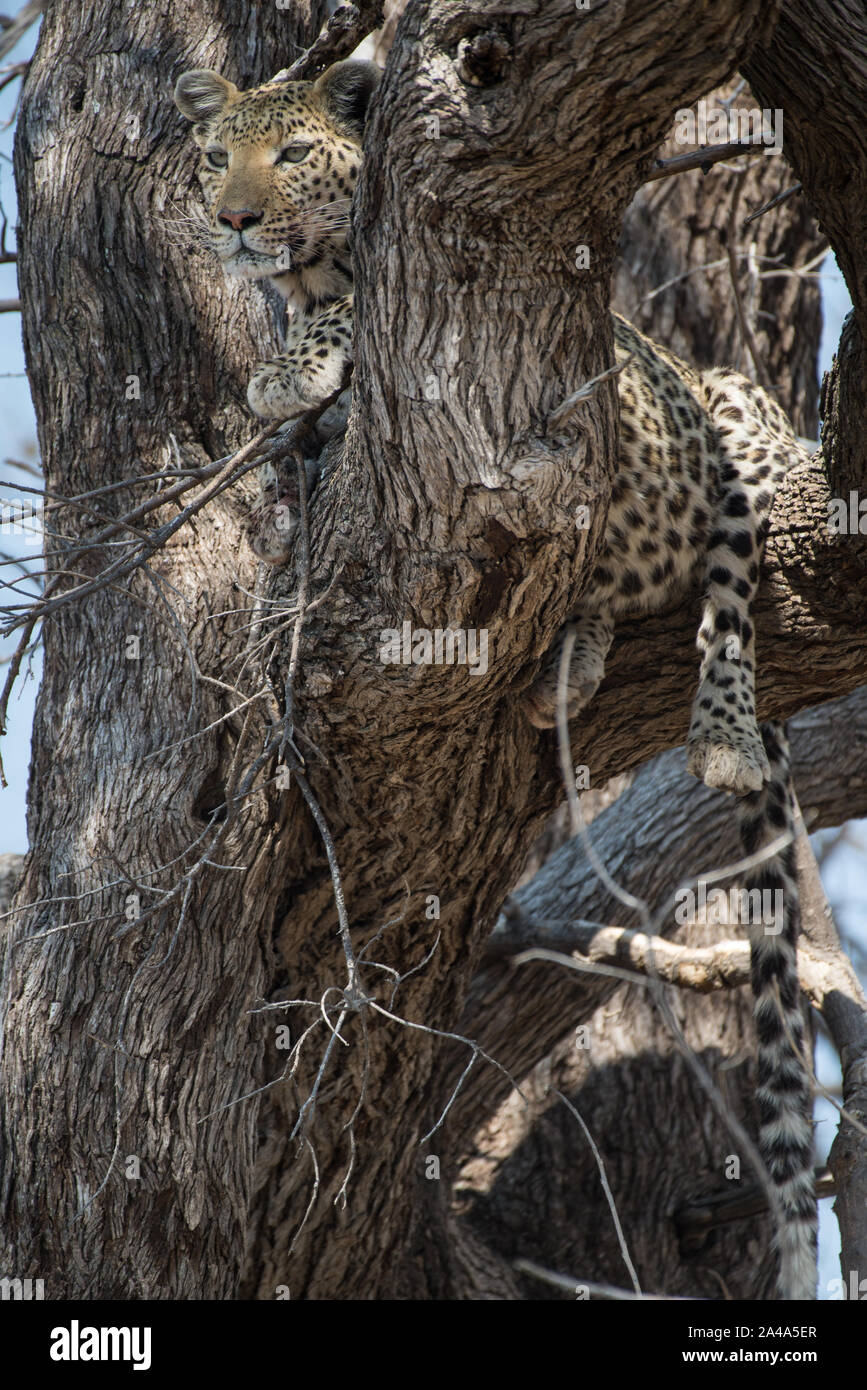 Femme léopard (Panthera pardus) dans l'arbre en NP Moremi (Khwai), Botswana Banque D'Images