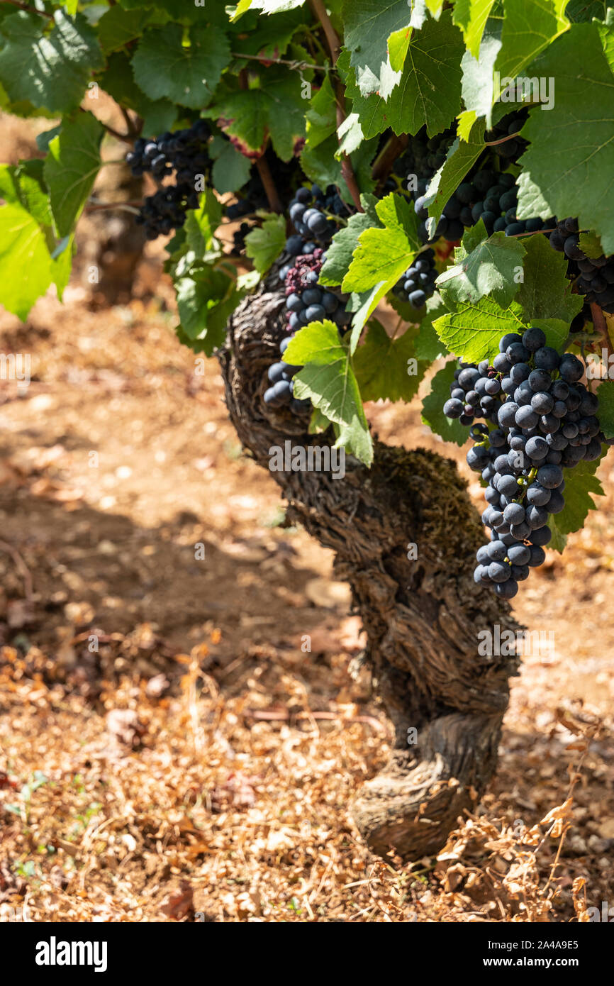 Les raisins sur la vigne rouge prêt pour la récolte, la Côte de Beaune, bourgogne, france. Banque D'Images