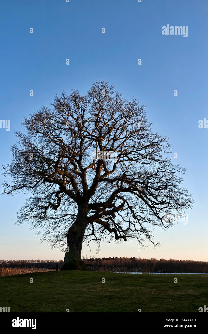 Relations sérieuses arbre dans le coucher du soleil à printemps Banque D'Images