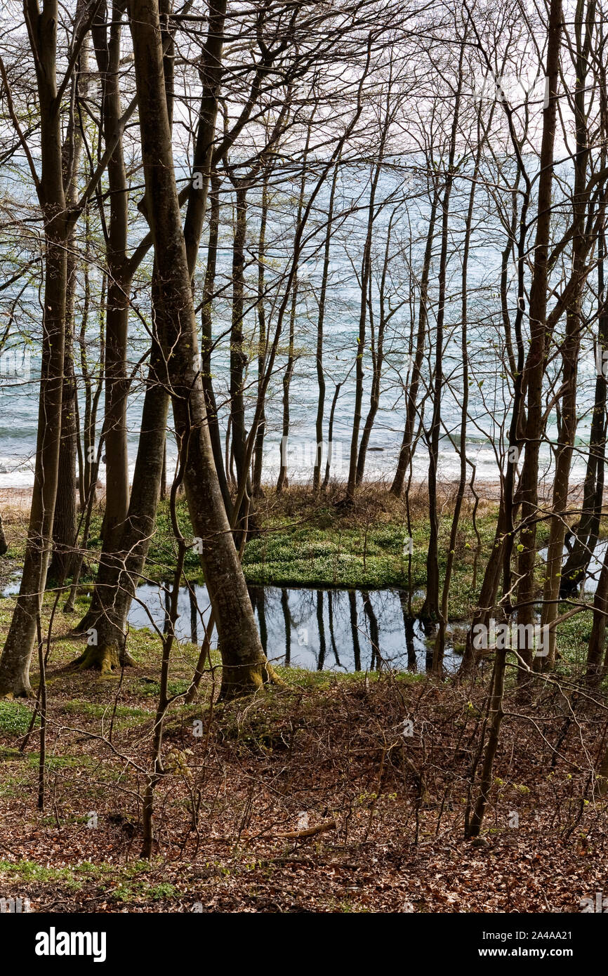 Étang dans la forêt à l'océan Banque D'Images