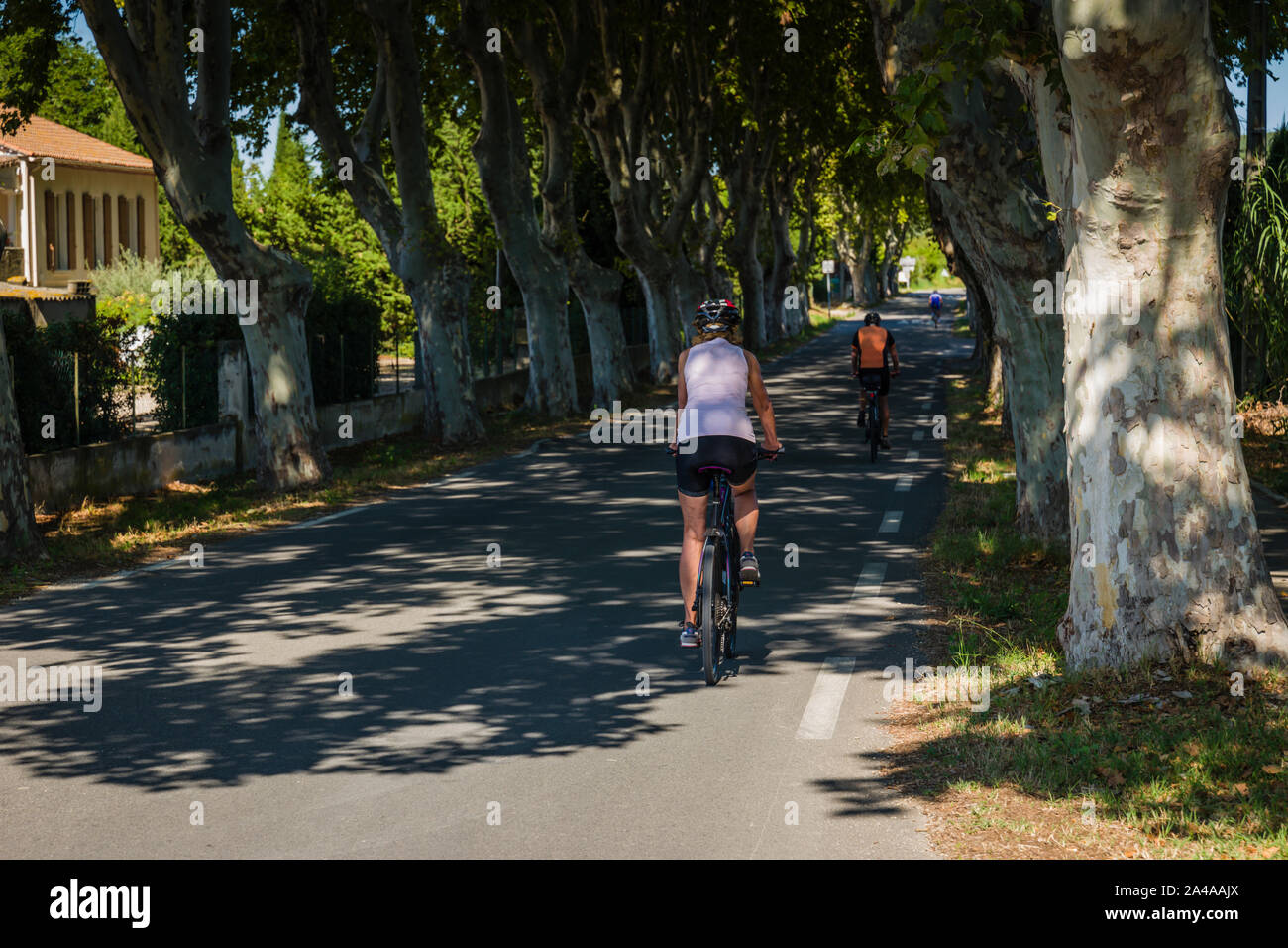 La descente cycliste une avenue bordée d'arbres à Fontvieille, Provence, France. Banque D'Images