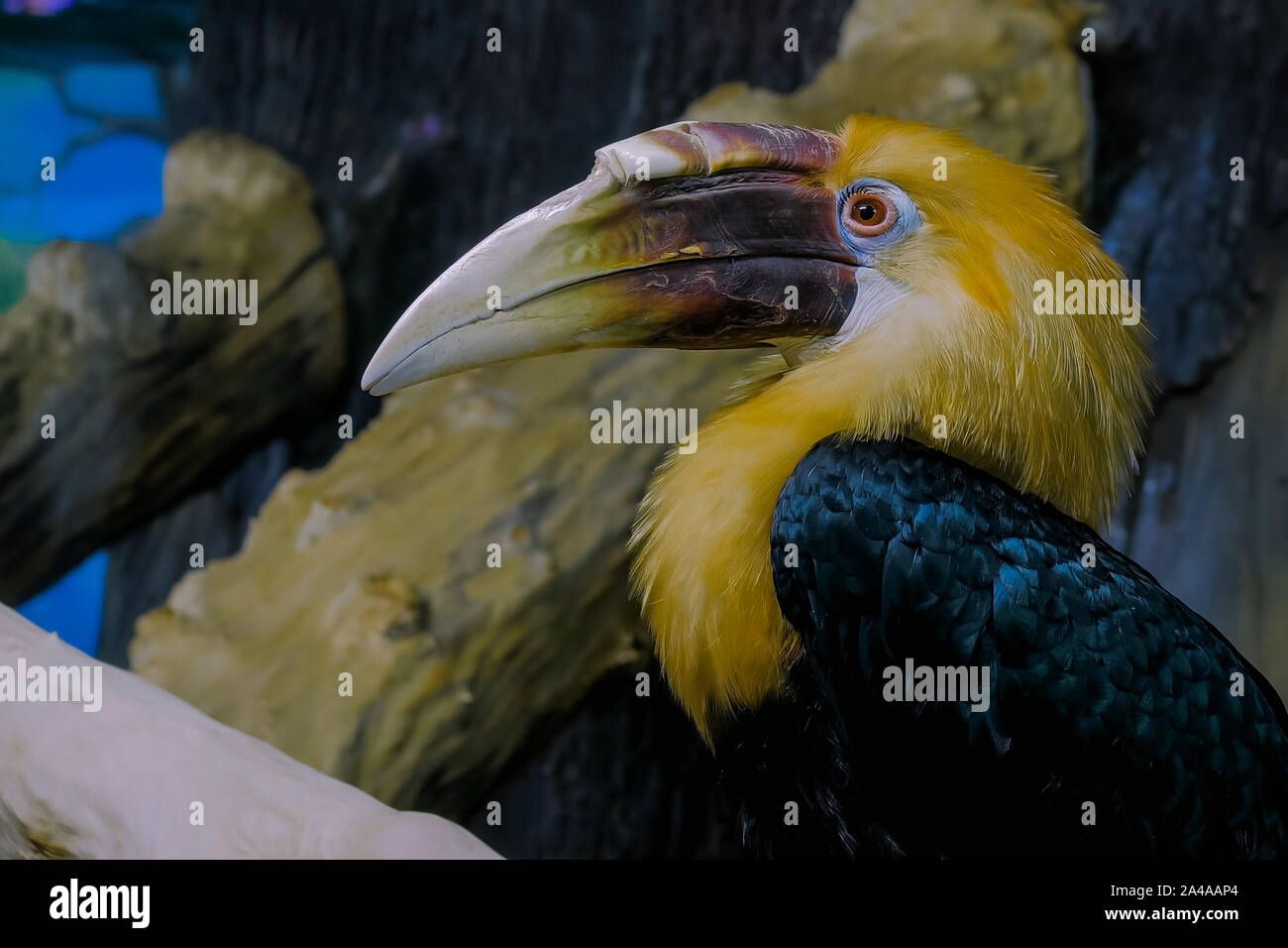 Portrait d'oiseaux exotiques à bec grand calao Banque D'Images