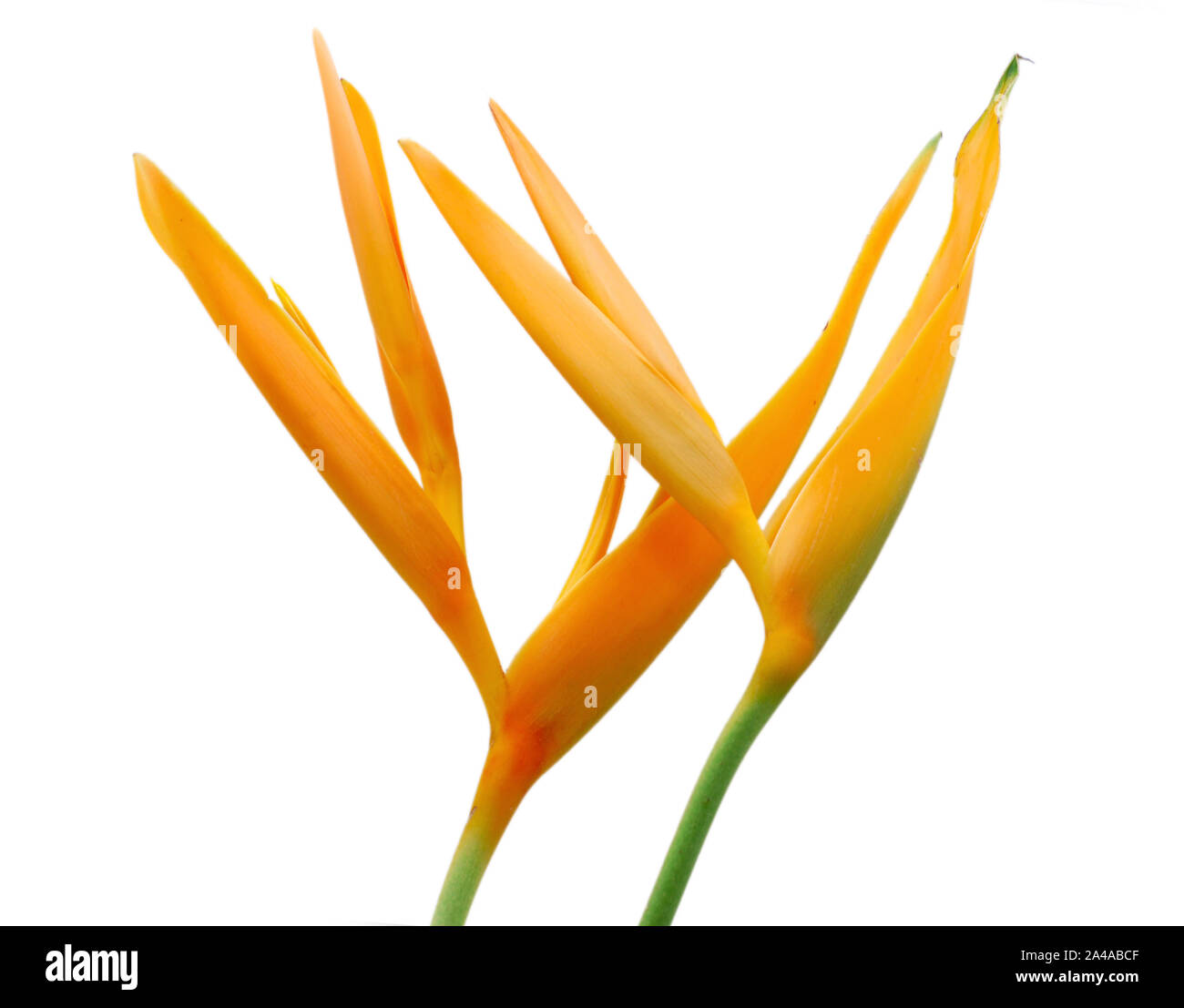 Bird of Paradise flower isolated on white background Banque D'Images