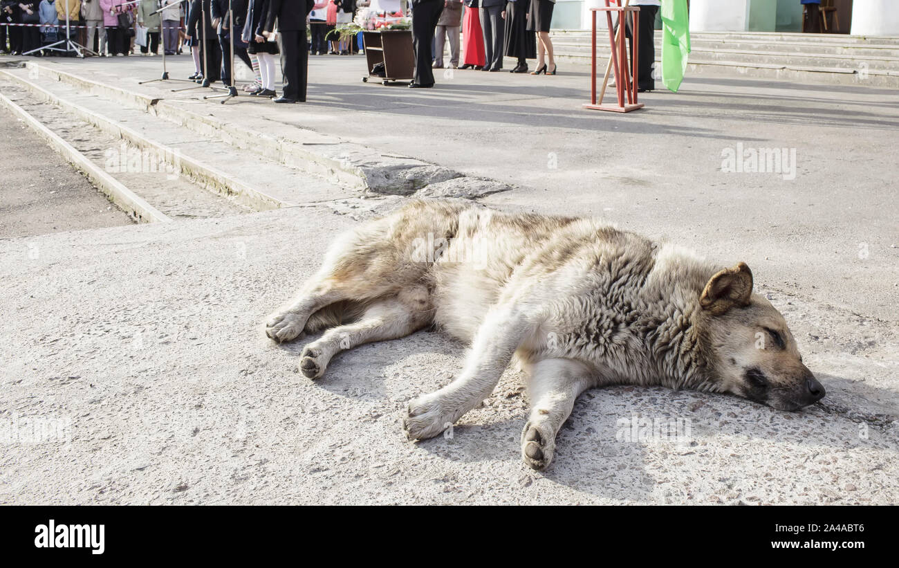 Les sans-abri, bien nourri chien dort sur le trottoir, l'échauffement au soleil un jour d'été, dans le contexte de personnes et d'une maison de vacances. Banque D'Images