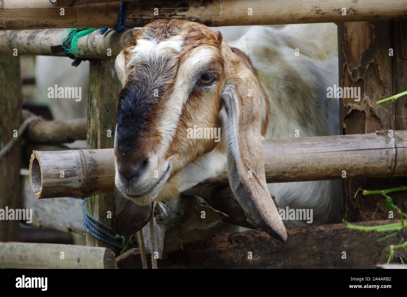 Chèvre dans un village traditionnel sur l'île de Java en Indonésie Banque D'Images