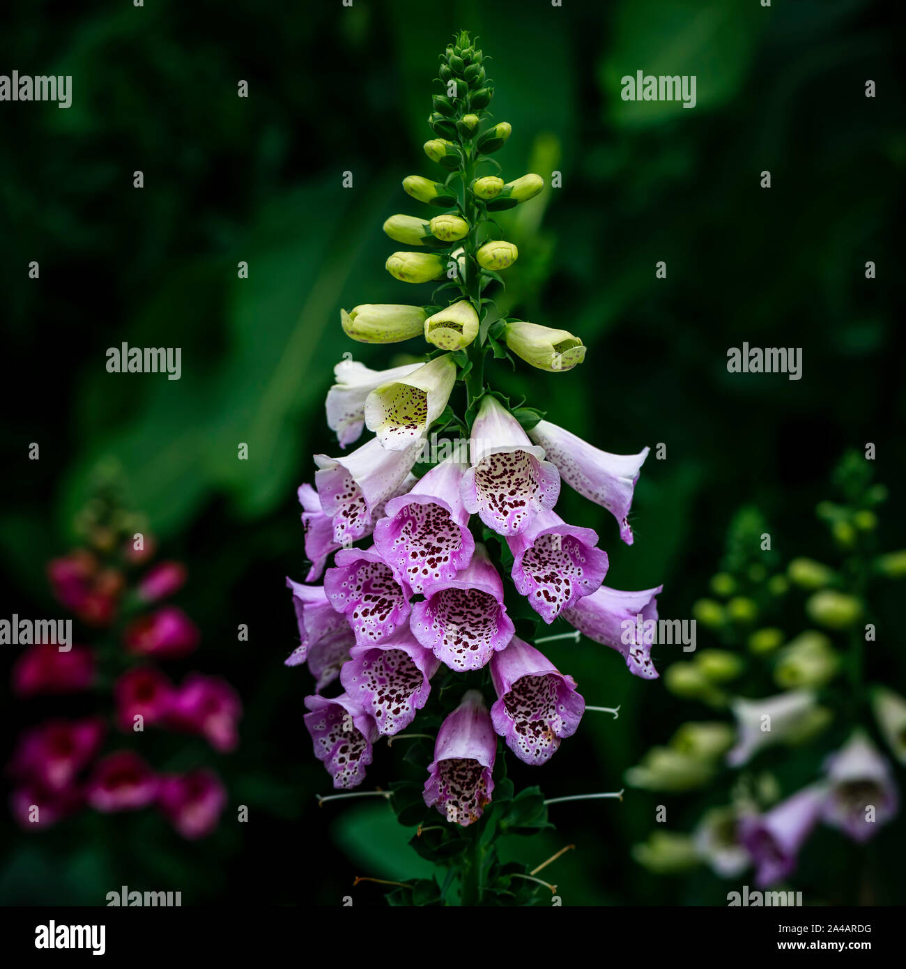 La fleur de la digitale, Digitalis purpurea (digitale, digitale, commune de la digitale pourpre ou lady's glove), Manitoba, Canada. Banque D'Images