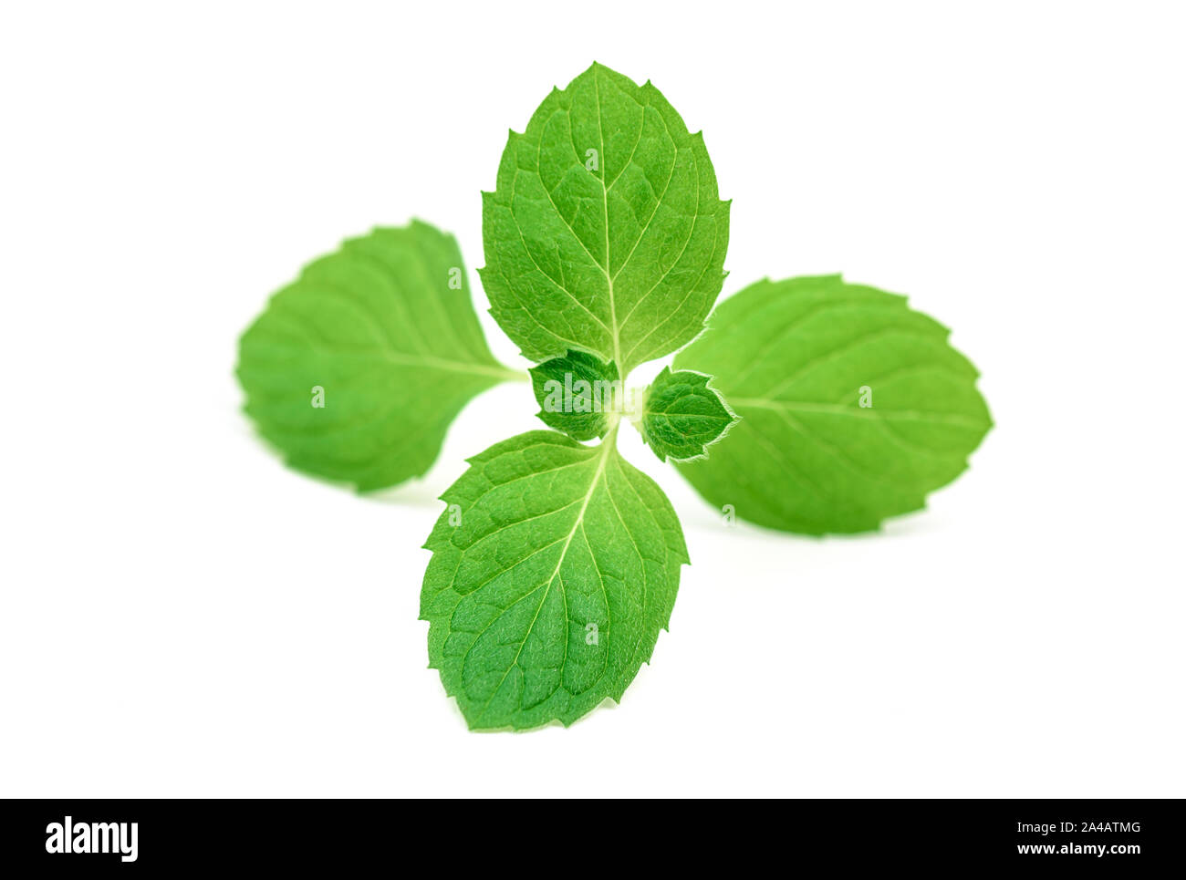 Feuilles de menthe de source fraîche isolé sur fond blanc. Vue d'en haut Banque D'Images