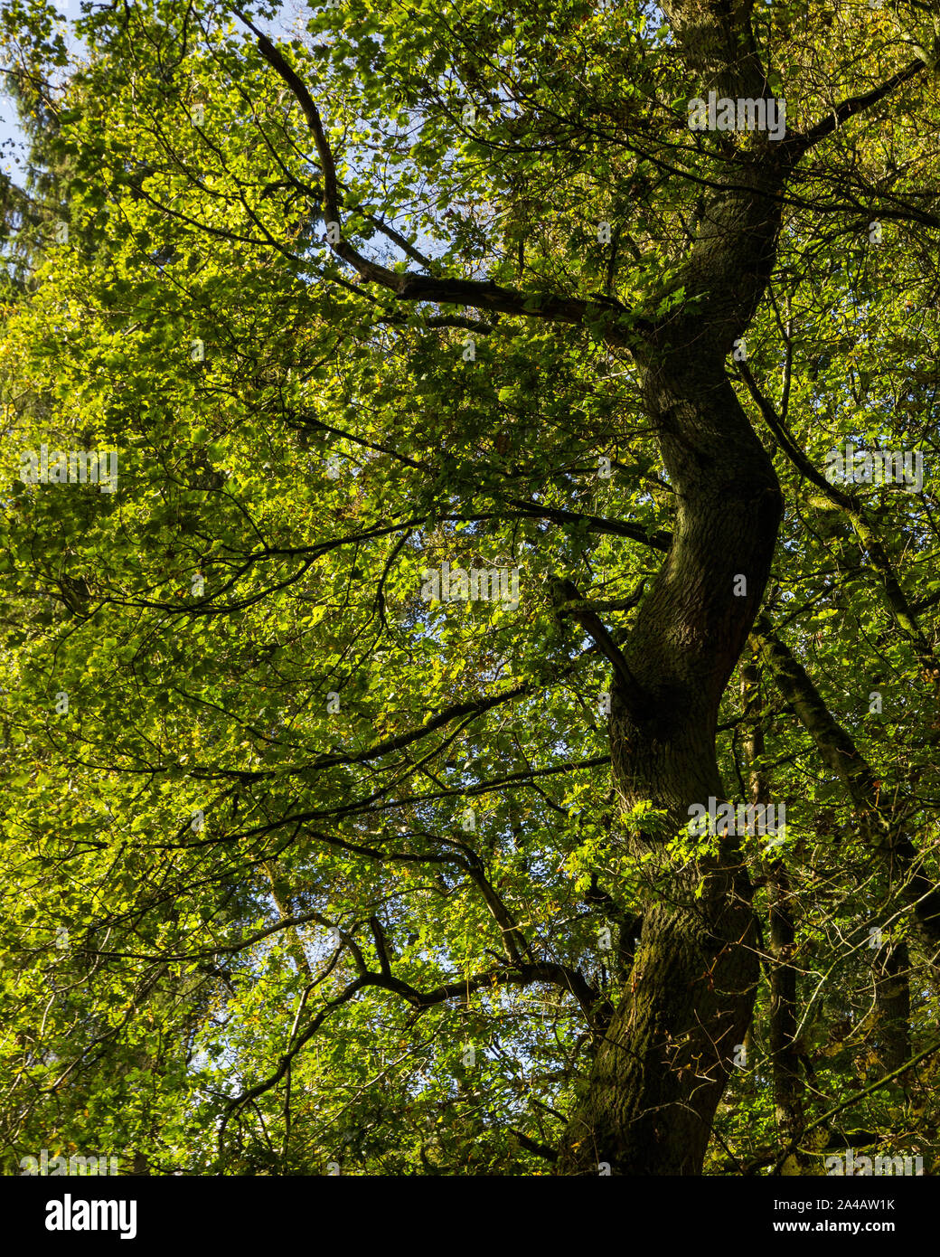 La lumière à travers les feuilles de Halldale Woods, Derbyshire UK Banque D'Images