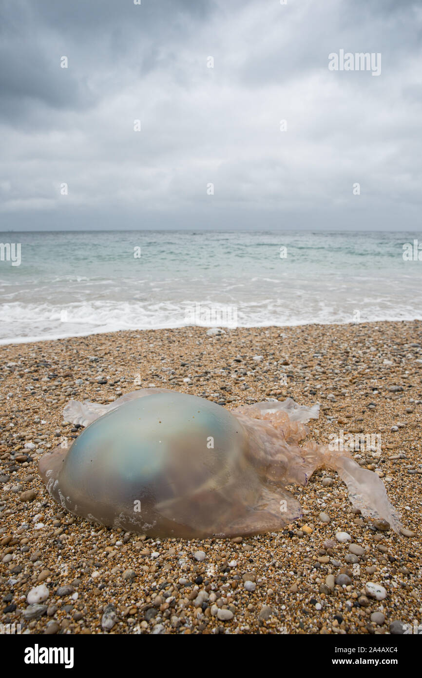 Un canon géant Méduse échouée sur une plage de Cornouailles à une question environnementale droit with copy space Banque D'Images