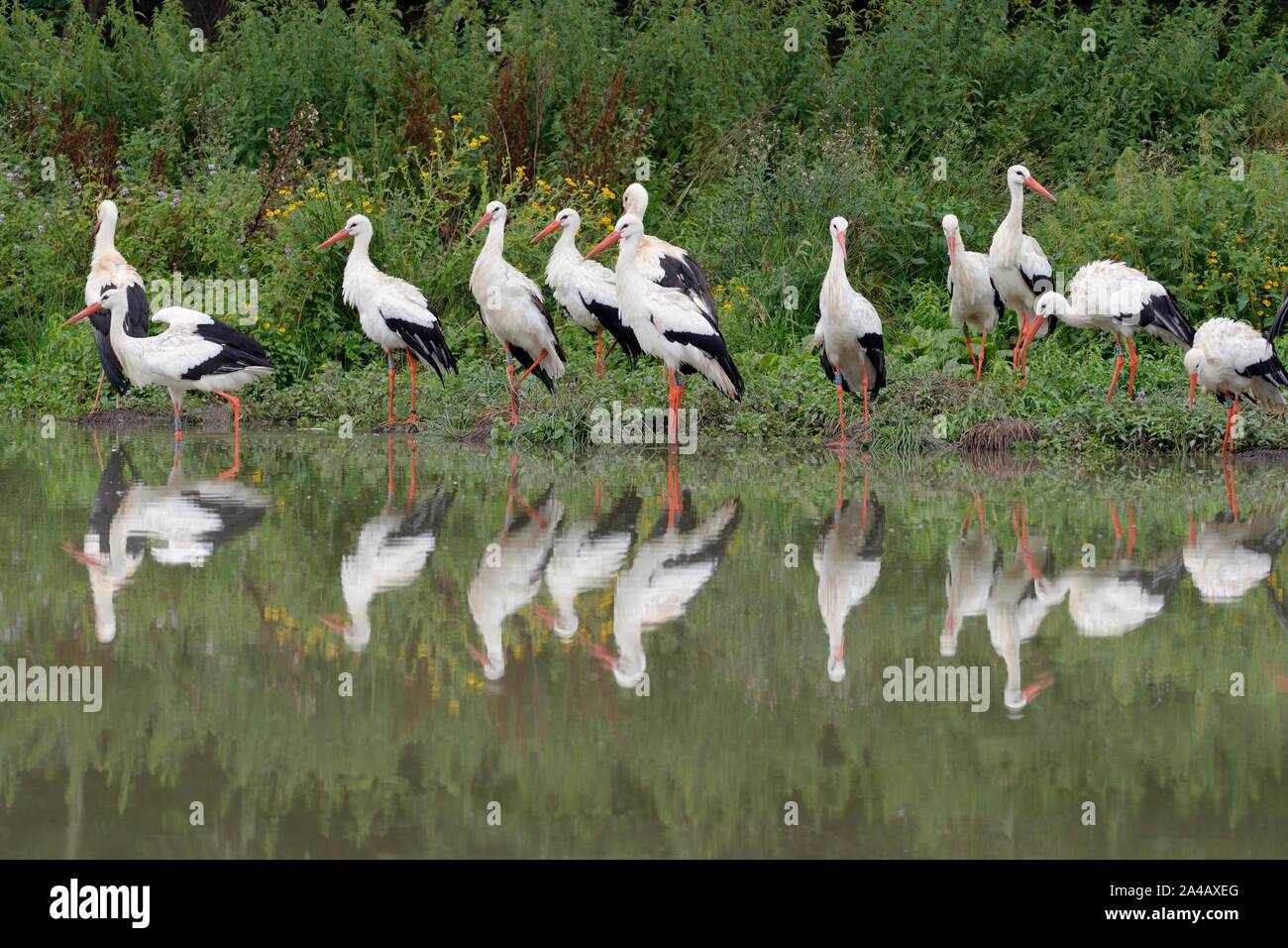 Cigogne Blanche (Ciconia ciconia) groupe reposant sur les marges d'un étang, Knepp estate, Sussex, Royaume-Uni, août. Banque D'Images