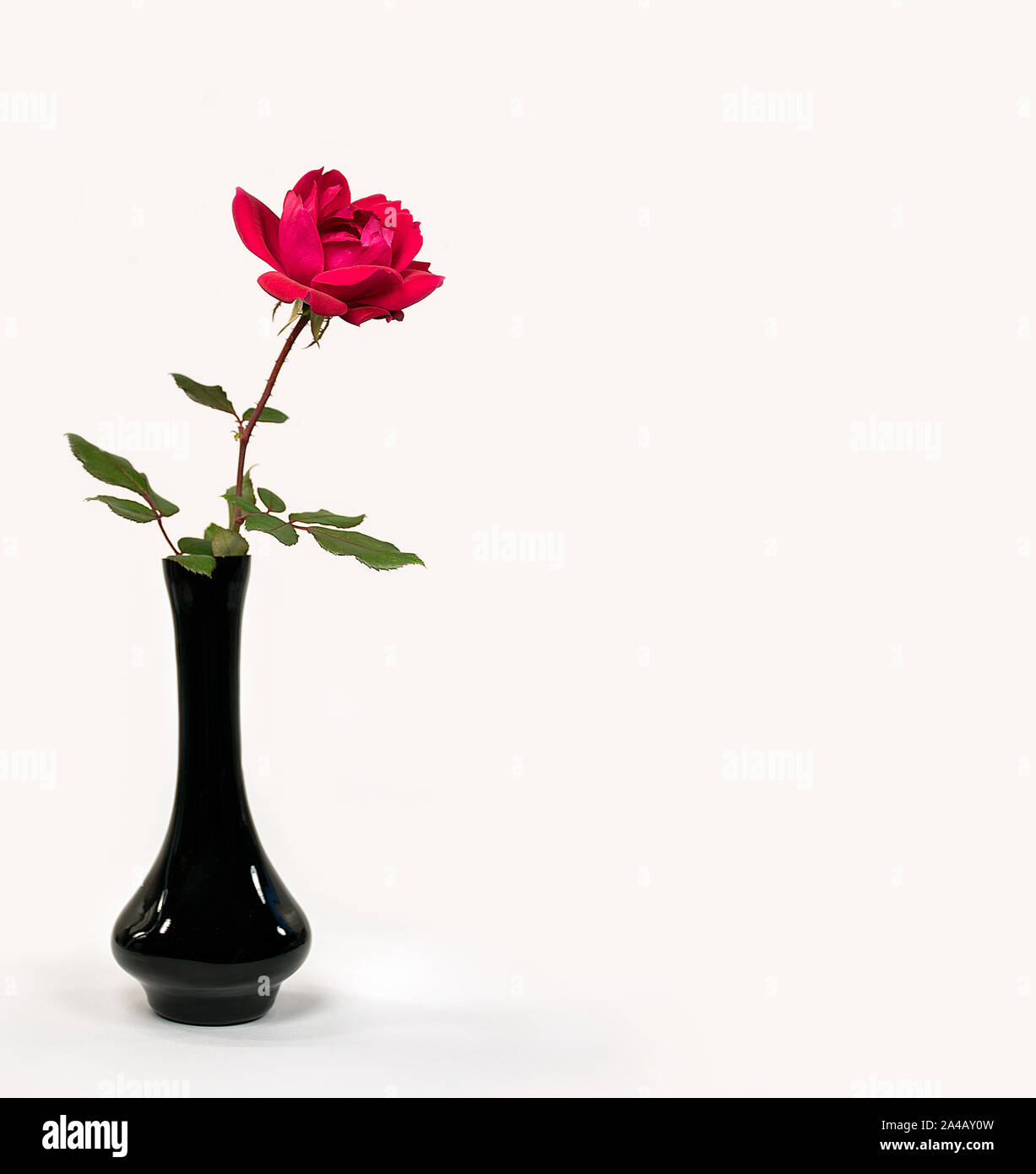 Rose rouge en noir vase isolé sur fond blanc Banque D'Images