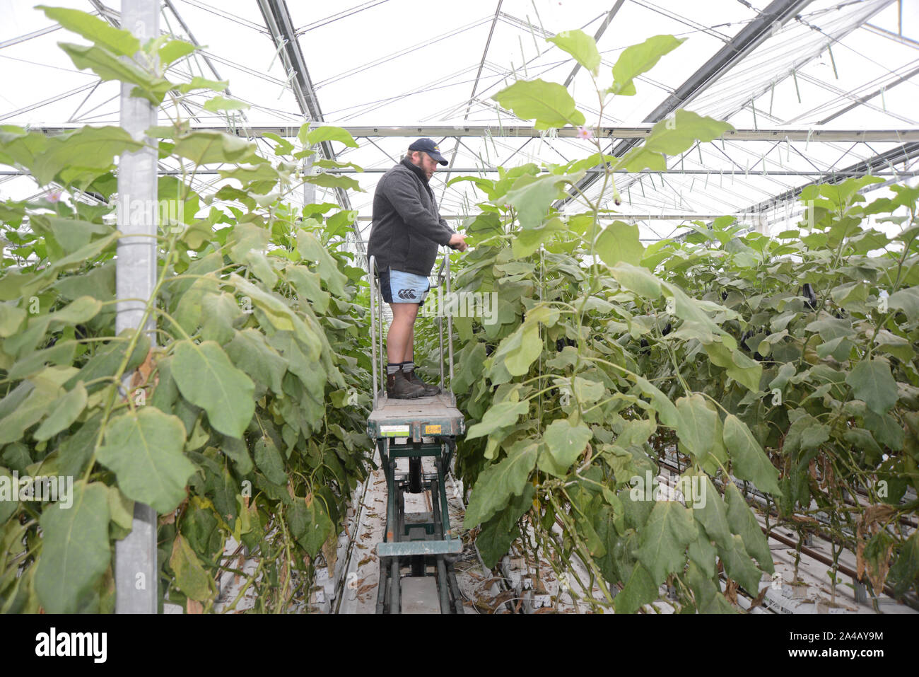 Côte ouest, la Nouvelle-Zélande, le 30 juin 2019 : Un producteur a tendance plantes dans un tunnelhouse commerciale, aubergine aubergine croissante, ou brinjal (Solanum melongena) Banque D'Images