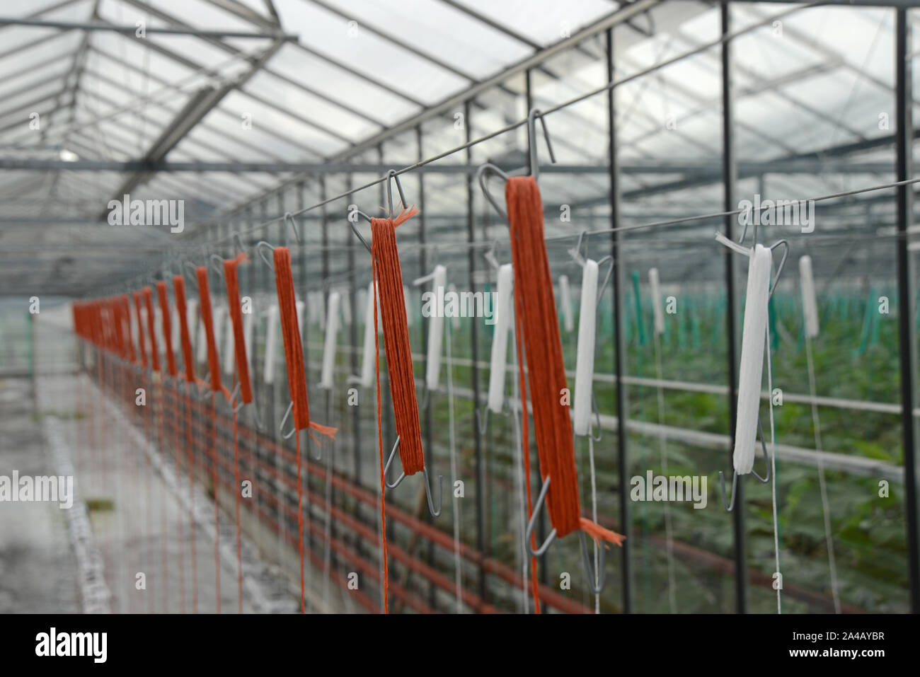 Côte ouest, la Nouvelle-Zélande, le 30 juin 2019 : Les cordes mis en place dans une entreprise commerciale tunnelhouse pour une nouvelle culture de plantes croissant, aubergine aubergine brinjal, ou (S Banque D'Images