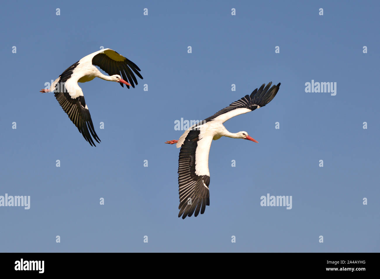 Deux cigognes blanches (Ciconia ciconia) à voler sur fond de ciel bleu Banque D'Images