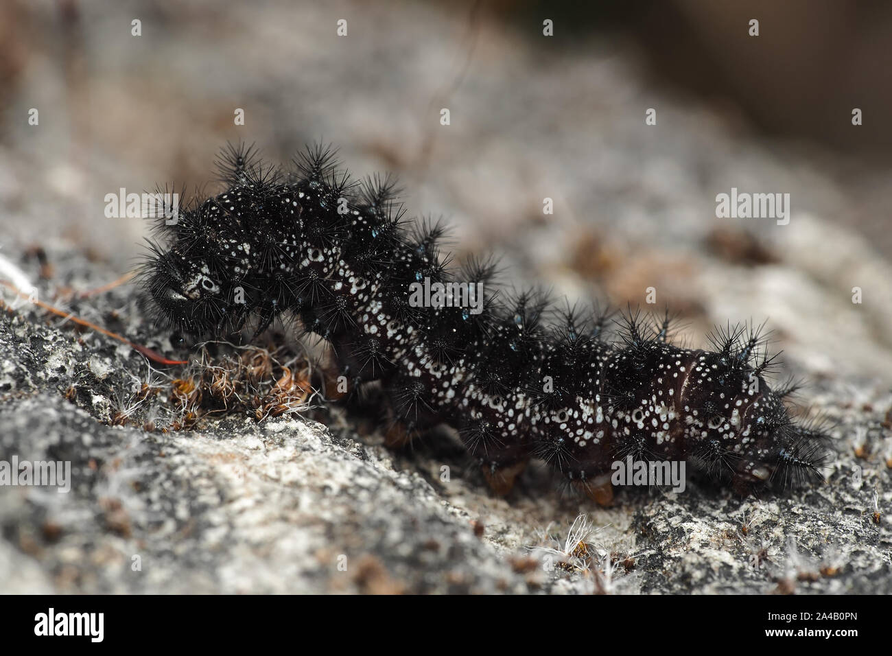 Marsh Fritillary butterfly Euphydryas aurinia (caterpillar) ramper sur un rocher. Tipperary, Irlande Banque D'Images