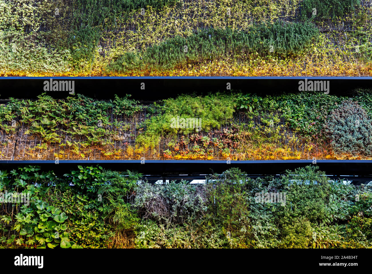 La texture du mur vert vertical et laver de l'éclairage. Banque D'Images