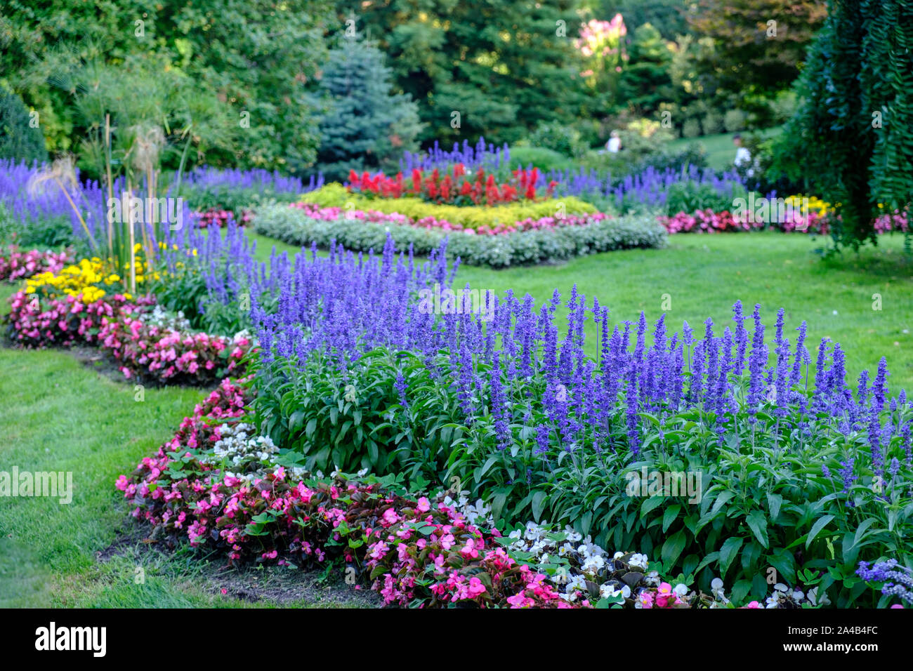 Fleurs de Jardin Le Coq (jardin des plantes de Clermont Ferrand) à Clermont-Ferrand) France Banque D'Images