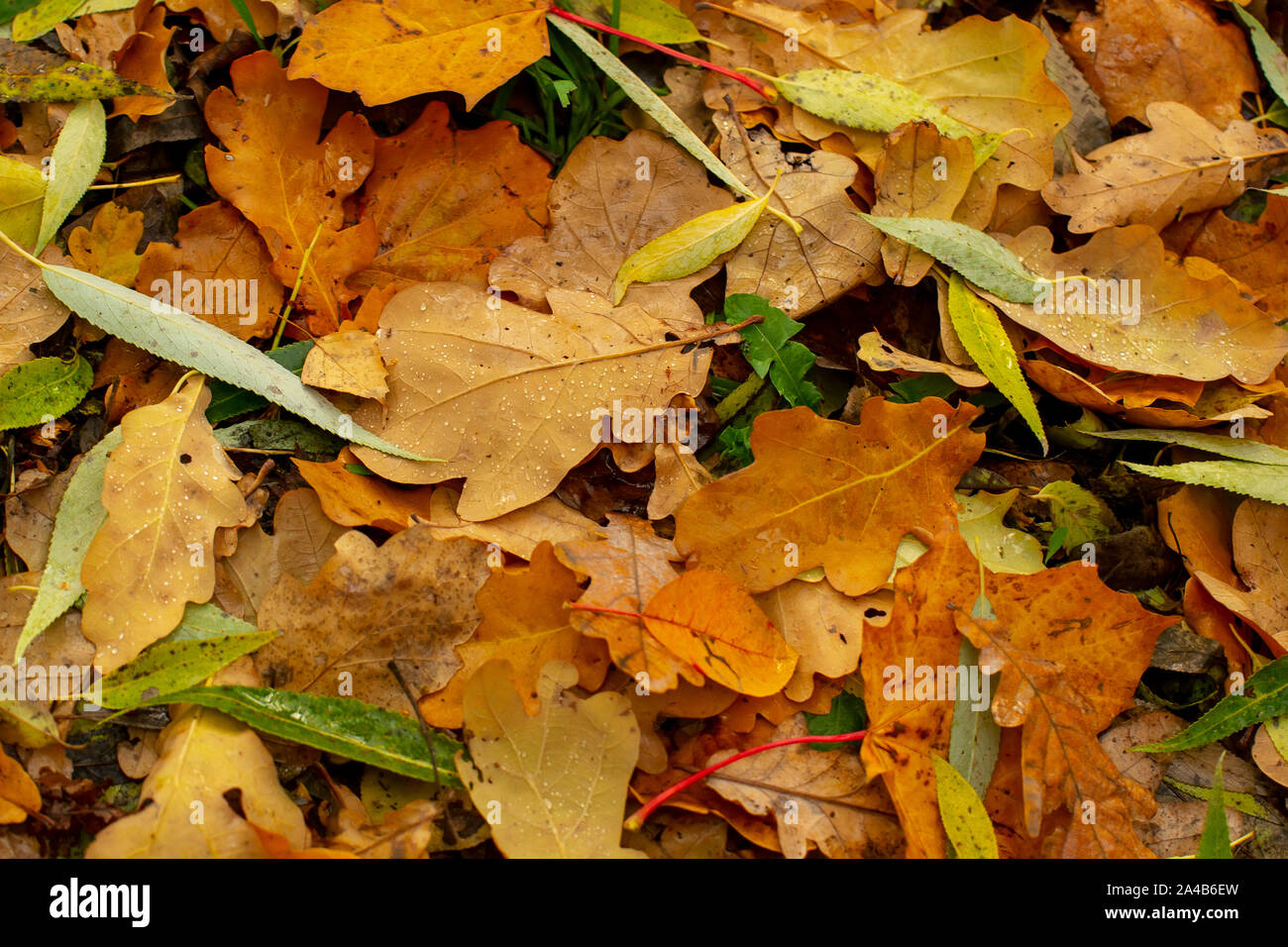 La texture des feuilles tombées de différentes espèces d'arbres sur le terrain. Banque D'Images