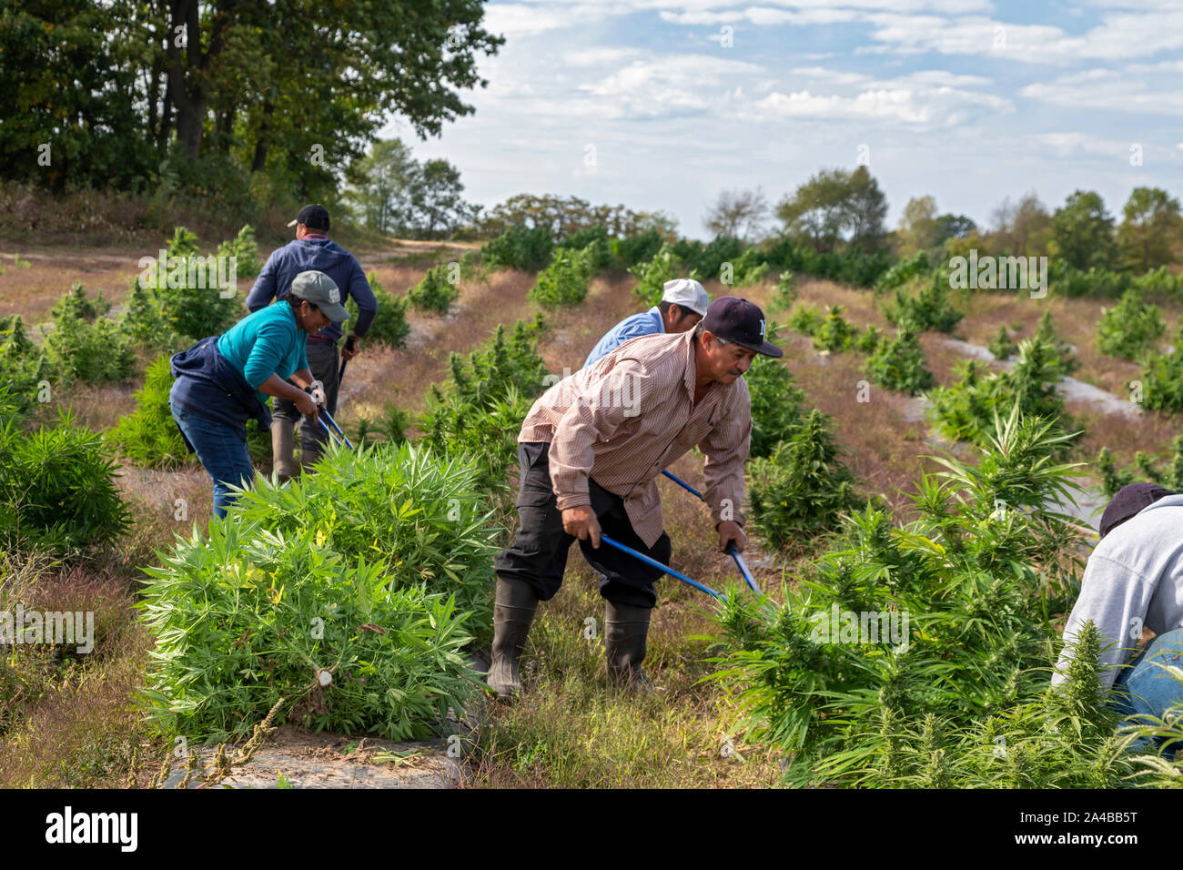 Paw Paw, Michigan - Travailleurs harvest hemp au chanvre Sylmar Company. De nombreux agriculteurs américains ont récolté leur première récolte en 2019 après la culture du chanvre a été Banque D'Images