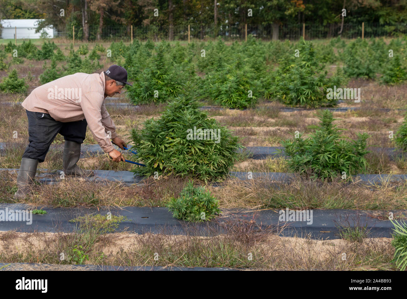 Paw Paw, Michigan - Travailleurs harvest hemp au chanvre Sylmar Company. De nombreux agriculteurs américains ont récolté leur première récolte en 2019 après la culture du chanvre a été Banque D'Images