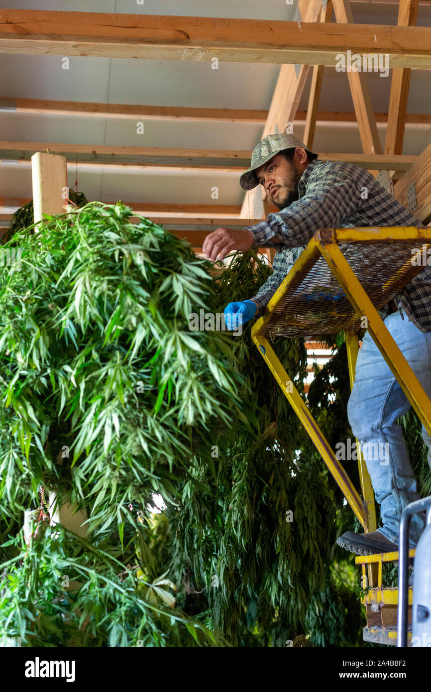 Paw Paw, Michigan - après la récolte du chanvre Le chanvre à Sylmar, accrocher les travailleurs de l'entreprise de plantes dans une grange pour sécher. De nombreux agriculteurs américains harveste Banque D'Images