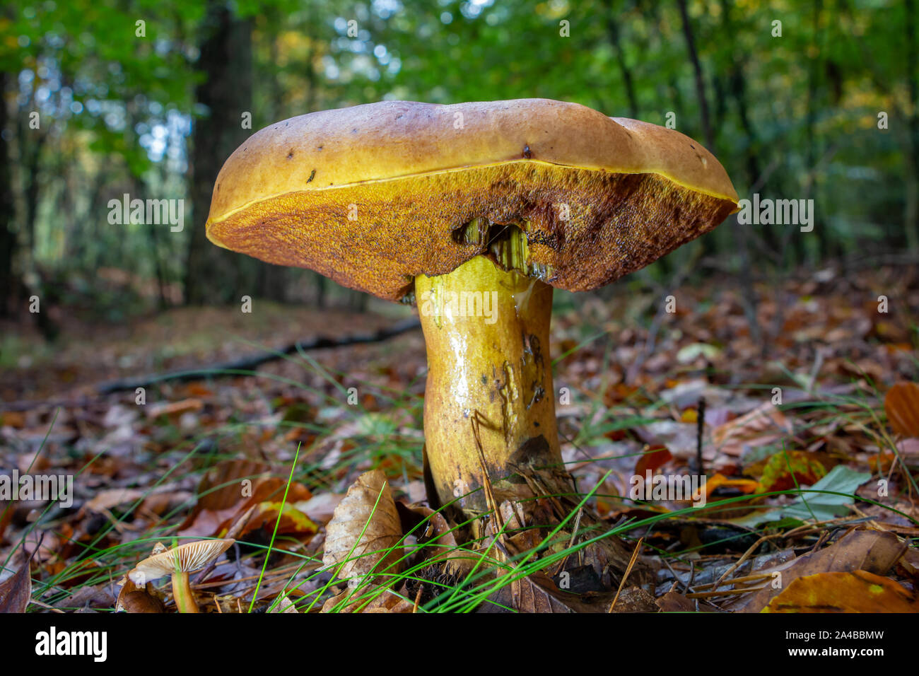 L'automne avec de beaux champignons bolets bay dans la forêt, photo prise dans le Parc National Dwingelderveld Banque D'Images