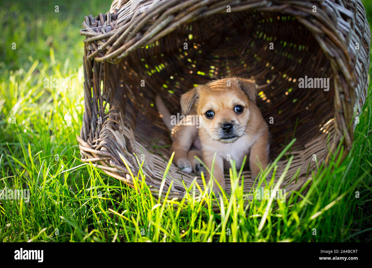 Brown chiot dans un panier en osier dans la nature Banque D'Images
