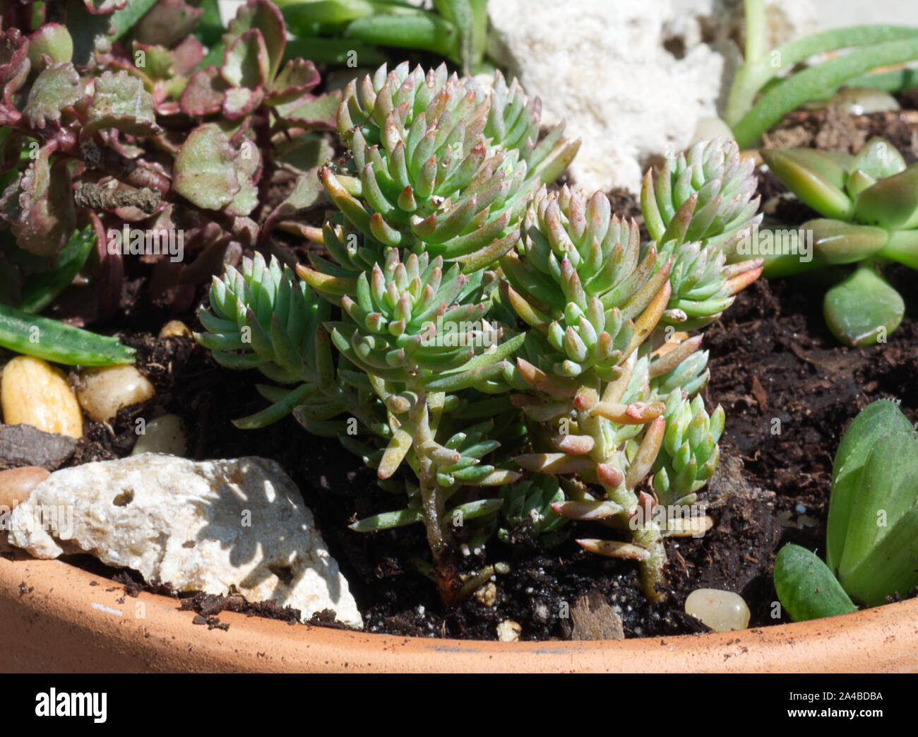 Close-up d'un arrangement de plantes grasses mixtes Banque D'Images