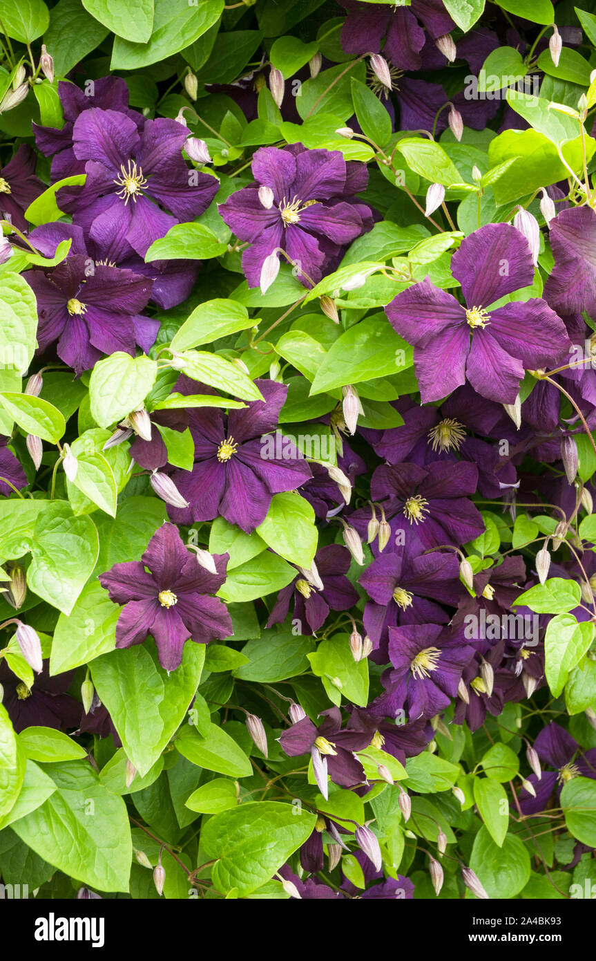 Clematis Le président d'un groupe 2 escalade floraison précoce clematis couvert de grandes fleurs violettes et est entièrement et décidues hardy Banque D'Images