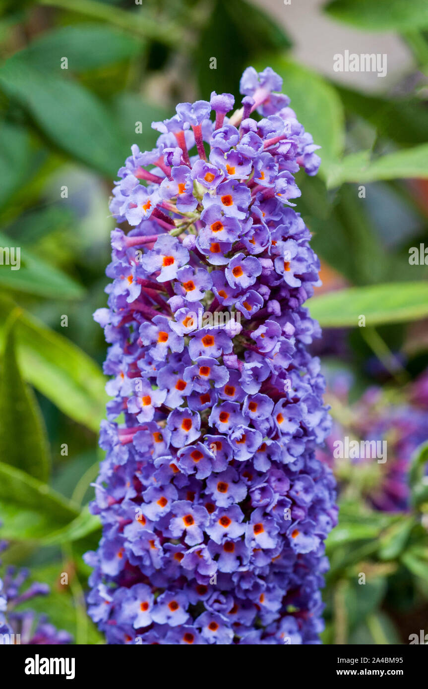 Fleur de Buddleia davidii cavalier noir aussi appelé arbre aux papillons un arbuste à feuilles caduques qui est le mieux en plein soleil et est entièrement hardy Banque D'Images