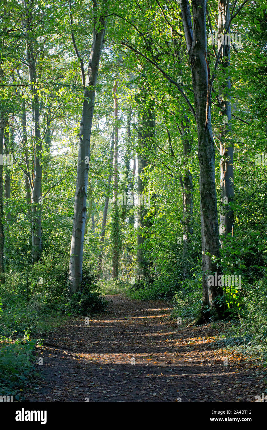 À pied de la forêt, Dalkeith Country Park, Midlothian, Ecosse Banque D'Images