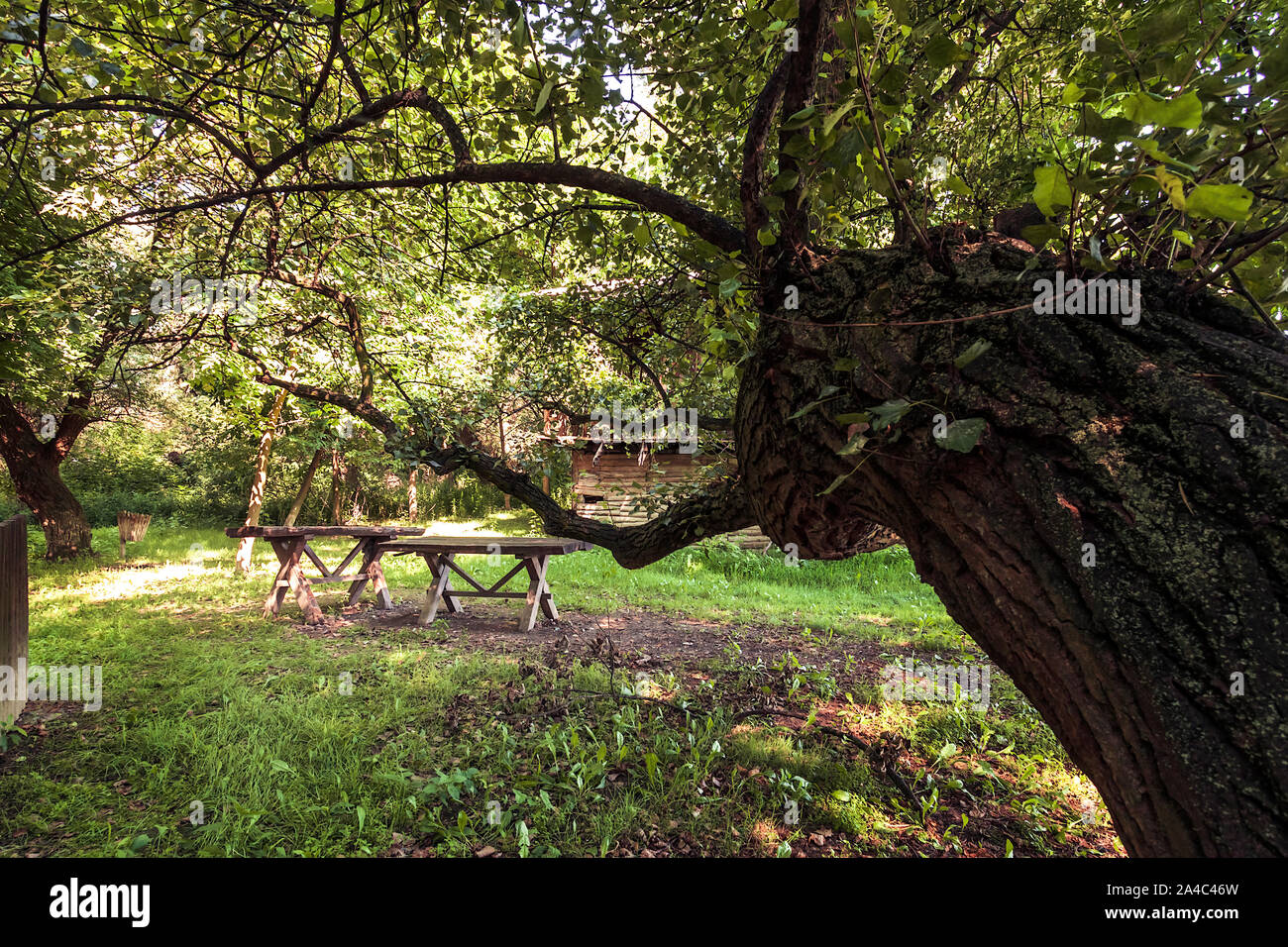 Ancien en bois, banc et table, un coin salon en vertu de l'arbre en bois Banque D'Images
