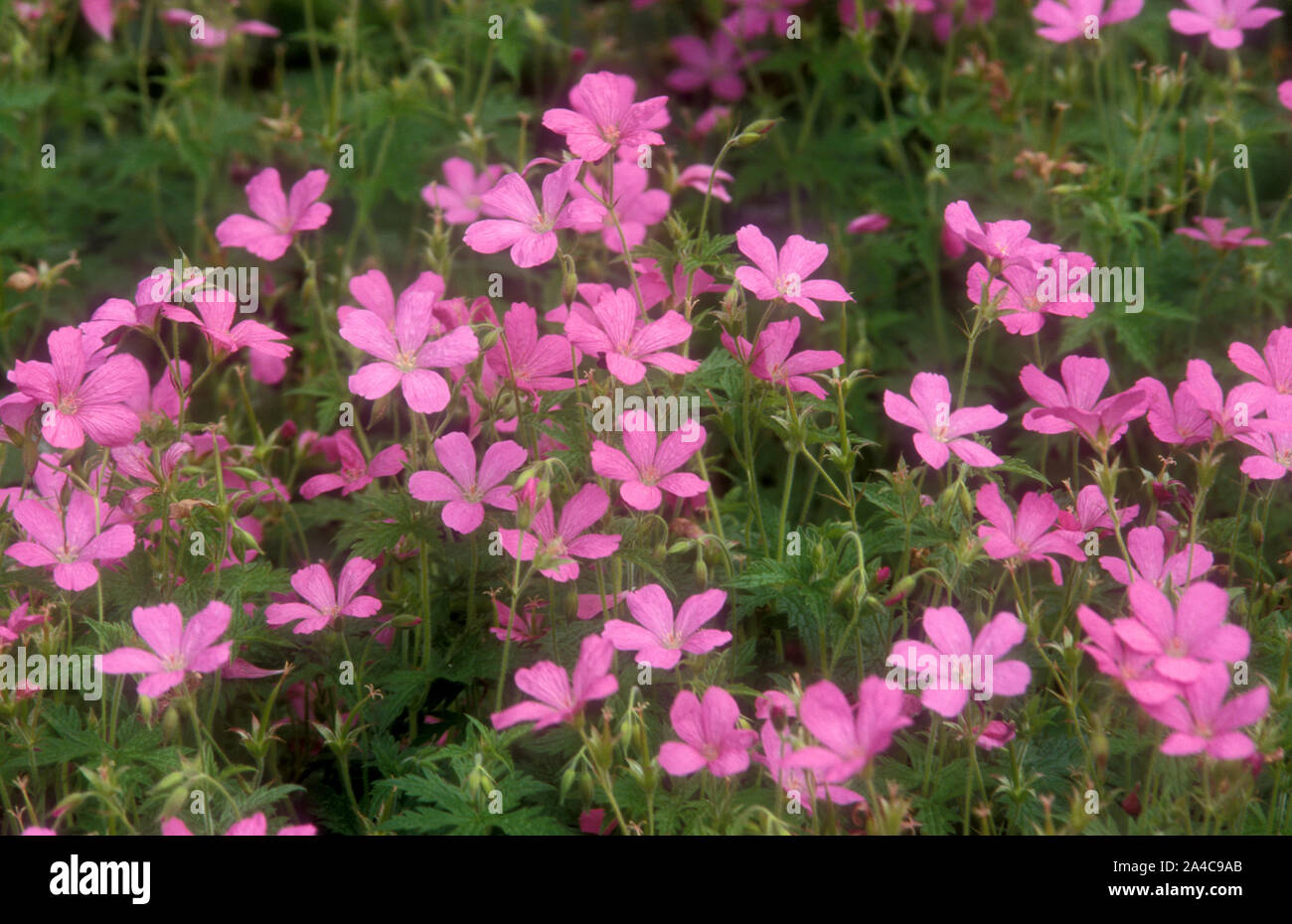 ROSE CRANSBILL GERANIUM X ENDRESSII FLEURS FLEURISSANT DANS UN JARDIN DE CHALET. Banque D'Images
