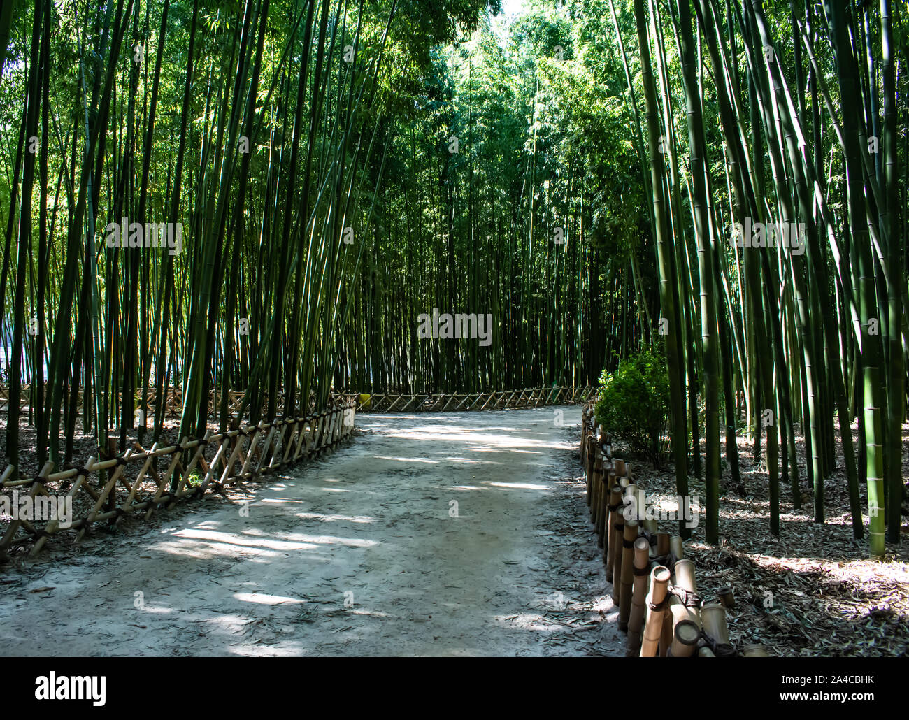 Sereine superbe forêt de bambous. Une promenade à travers ce paisible et magnifique espace vert, comme les tours de bambou au-dessus de vous. Banque D'Images