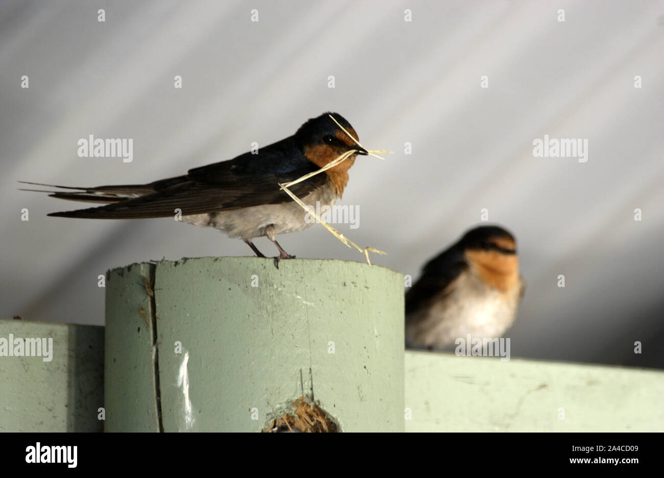 UNE HIRONDELLE DE BIENVENUE (HIRUNDO NEOXENA) RASSEMBLE L'HERBE POUR CONSTRUIRE SON NID. PERTH, AUSTRALIE OCCIDENTALE. Banque D'Images