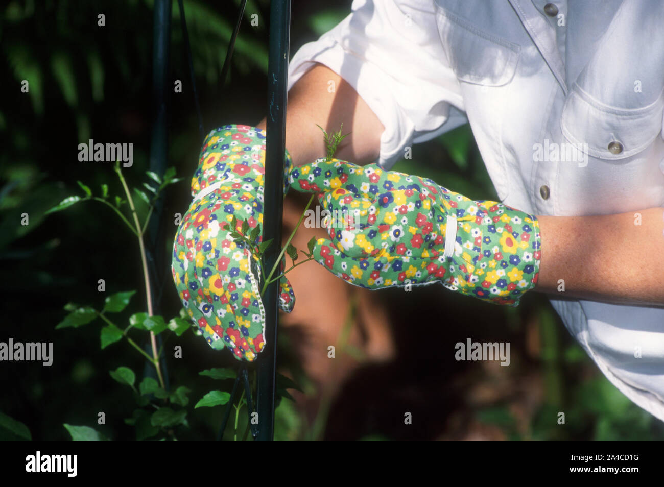 Porter des gants de jardinier STAR FORMATION JASMINE (une plante grimpante) POUR COUVRIR UN JARDIN ARCH. Banque D'Images