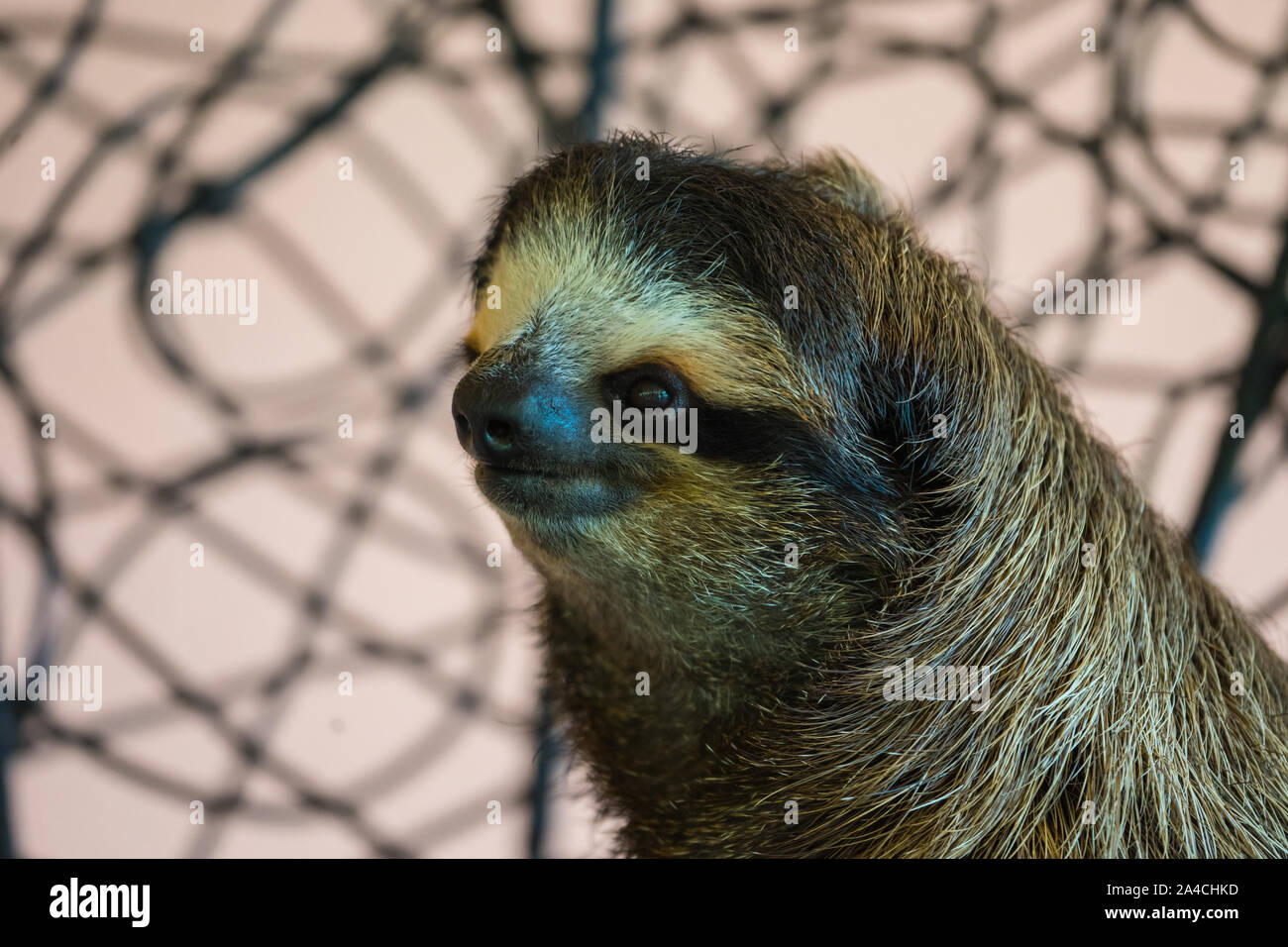 Costa Rica Sloth Sanctuary Banque D'Images