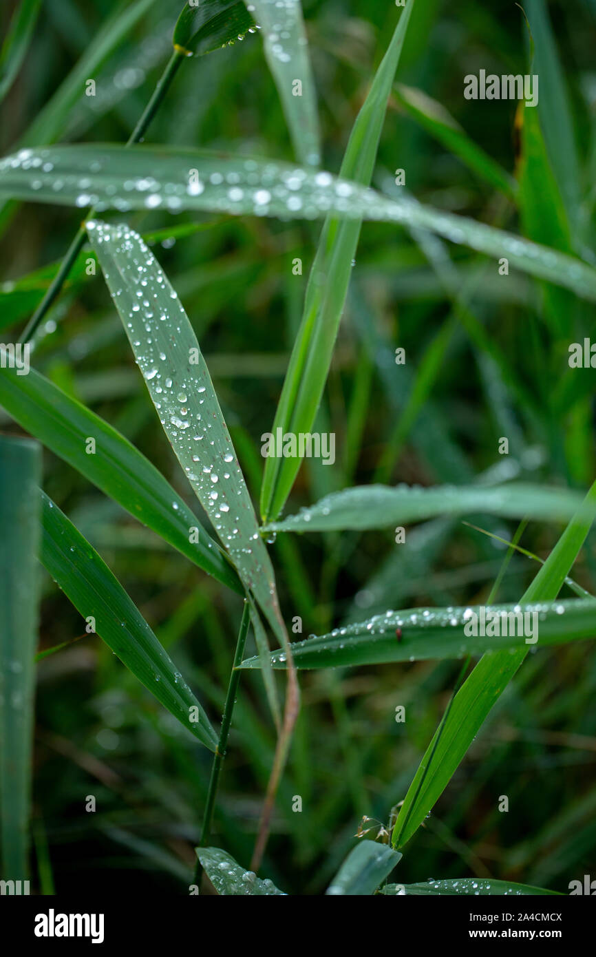 Gouttes de pluie sur des feuilles de roseau, (Phragmites australis). Gouttes d'eau. L'eau de pluie. La tension de surface. Le goutte-à-goutte, goutte, goutte, exécuter l'arrêt. Météo. Le climat. Banque D'Images