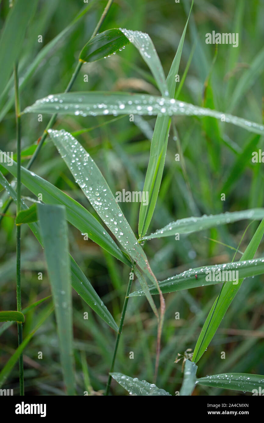 Gouttes de pluie sur des feuilles de roseau, (Phragmites australis). Gouttes d'eau. L'eau de pluie. La tension de surface. Le goutte-à-goutte, goutte, goutte, exécuter l'arrêt. Météo. Le climat. Banque D'Images