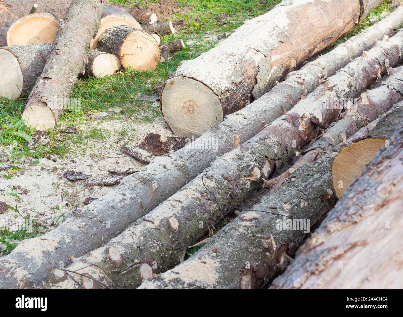 Une pile de grumes à sciages de allongé sur le sol, la récolte de bois de chauffage pour l'hiver Banque D'Images