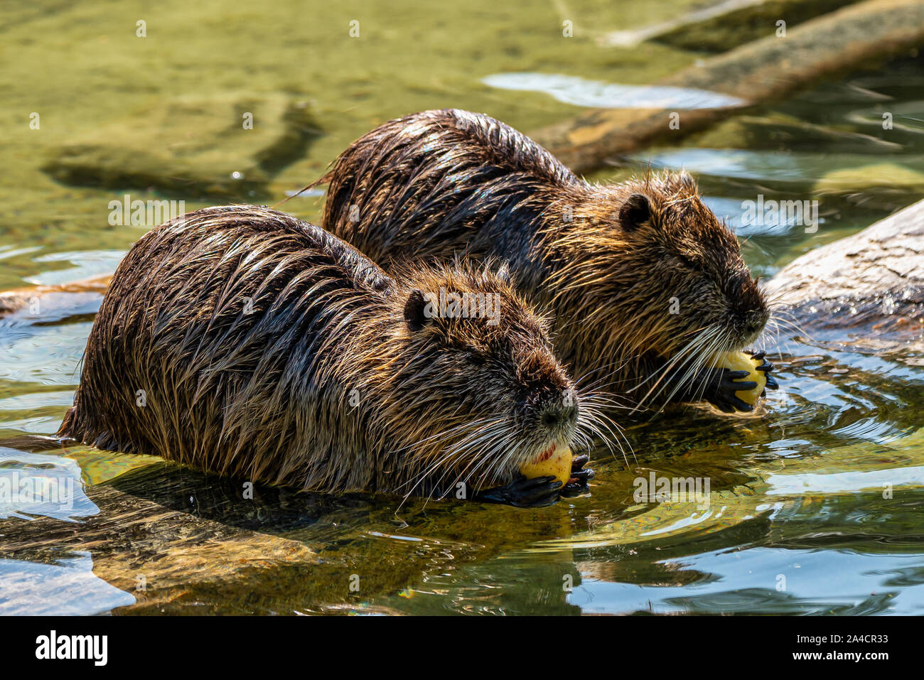 Ragondin, Myocastor coypus, également connu sous le nom de ragondin ou de rat river Banque D'Images