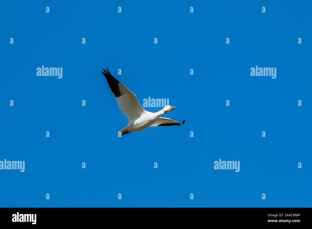 Oies des neiges battant dans le ciel bleu au Canada, de beaux oiseaux blancs lors de la migration Banque D'Images