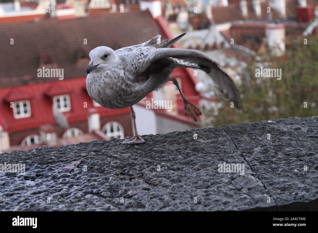 Tallinn, Estonie. 13 Oct, 2019. Un oiseau perché sur un immeuble situé à Tallinn, Estonie, 13 octobre, 2019. Credit : Guo Chunju/Xinhua/Alamy Live News Banque D'Images