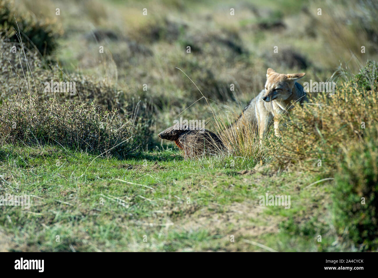 La chasse au renard gris sur l'herbe en Amérique du Sud en Patagonie armadillo Banque D'Images