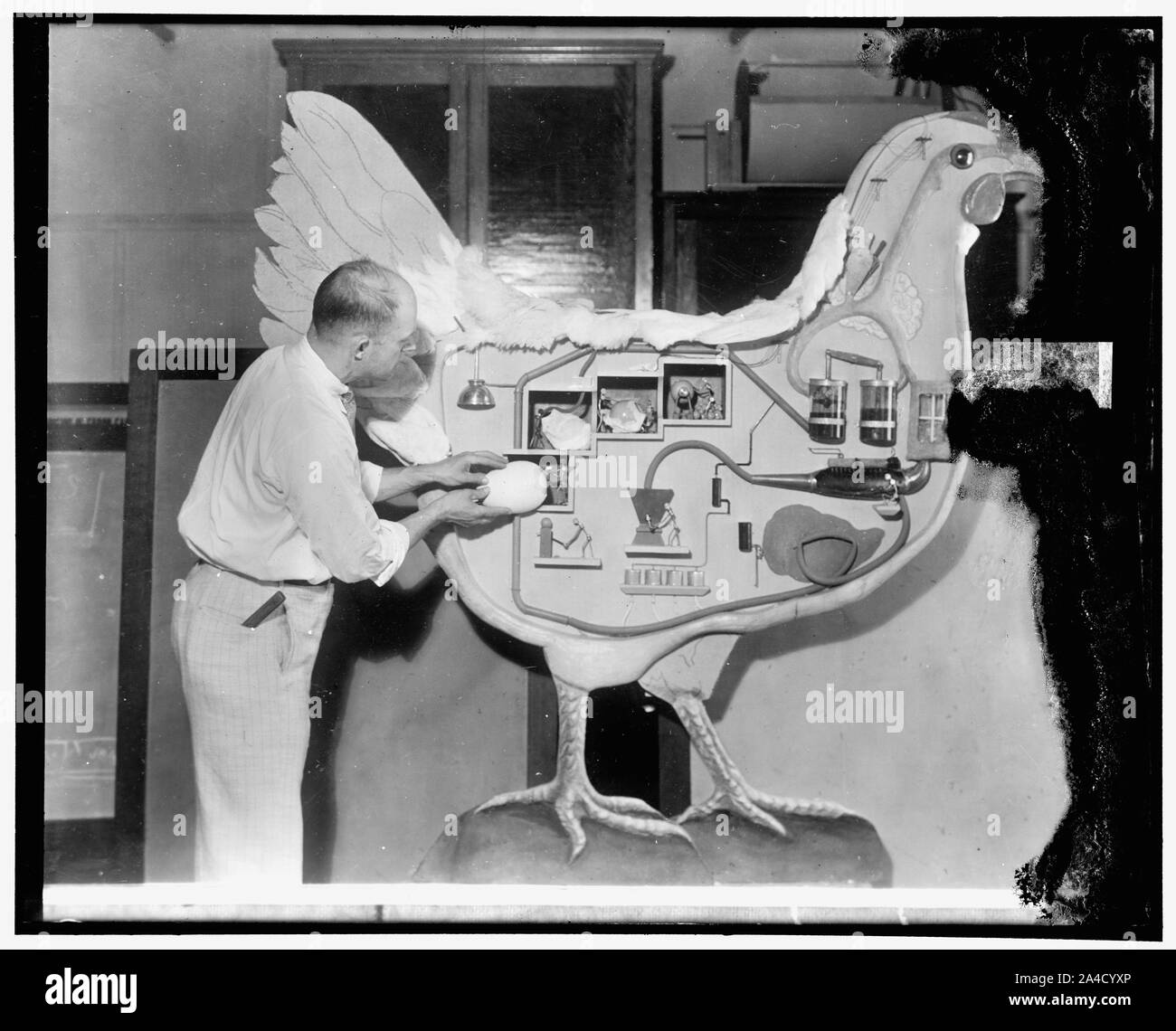 La poule avec les organes internes, mécanique qui a surpris les visiteurs du World's Poultry Congress de Londres en donnant un bref exposé sur la façon dont elle a utilisé sa nourriture pour faire des œufs. L'exposition a été préparée par le ministère de l'Agriculture des États-Unis Bureau des expositions. H. L. Shrader, expert de la volaille, est montré à l'oeuvre sur l'énorme oiseau avant qu'il a été expédié à Londres Banque D'Images